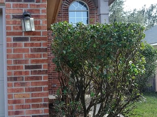 Jessica S.'s Bush Trimming service result