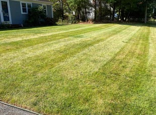 Valencia H.'s grass cutting service result