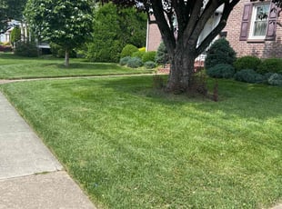 Sheena S.'s grass cutting service result