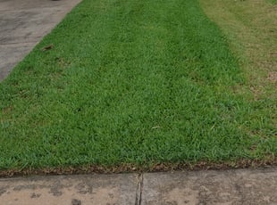 Ken L.'s grass cutting service result