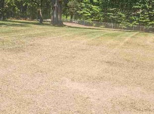 Darcie P.'s lawn service service result