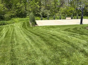 Jodie B.'s turf care service result