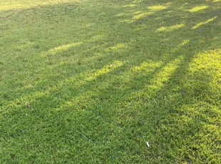 Jim K.'s lawn care service result