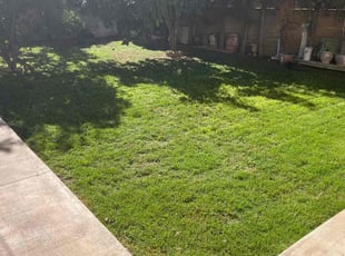 Treona S.'s grass cutting service result