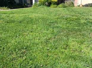 Brian L.'s turf maintenance service result