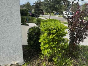Mary K.'s Bush Trimming service result