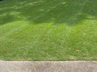 Alexis T.'s lawn care services service result