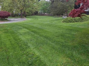 Takisha W.'s lawn care service result