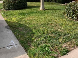 LaQuita L.'s grass cutting service result