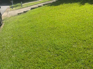 Dania M.'s lawn care service result