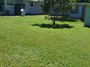 Kathy D.'s grass maintenance service result