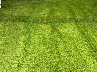 Jacqueline D.'s lawn care services service result