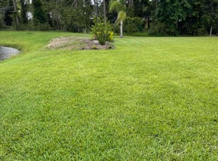 Natalie N.'s grass cutting service result