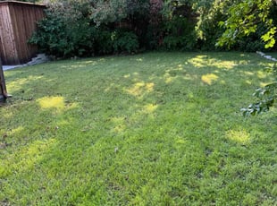 Kim P.'s lawn maintenance service result