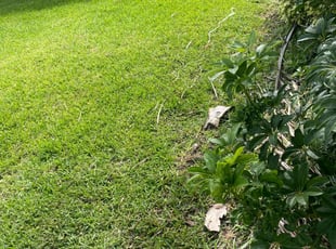 Jennifer S.'s turf care service result