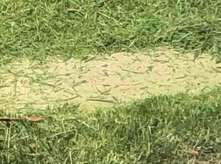John F.'s grass maintenance service result