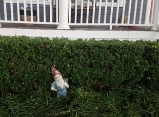 Joshua L.'s Bush Trimming service result