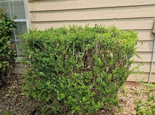 Michelle A.'s Bush Trimming service result