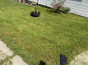 Antwan F.'s turf maintenance service result
