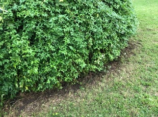 Clifford S.'s Bush Trimming service result