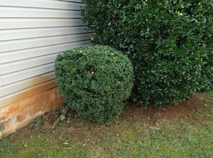 Idrena D.'s Bush Trimming service result