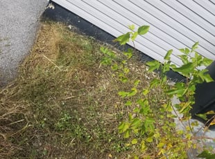 Kerry C.'s Flower Bed Weeding service result