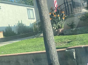 Jaron M.'s lawn care service result