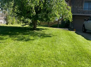 Christopher H.'s turf care service result