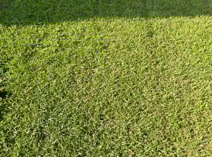 Jerron C.'s grass cutting service result