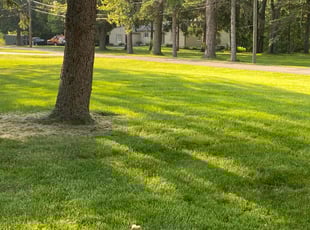 Marc M.'s turf care service result