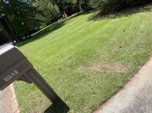 Patricia B.'s turf care service result