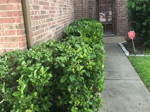 Brittany E.'s Bush Trimming service result