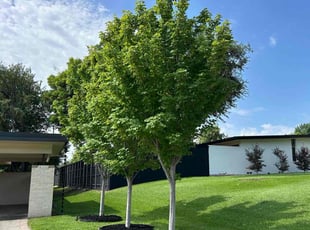 Doug R.'s Landscaping service result