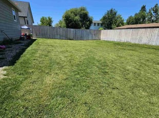 Ava A.'s turf care service result