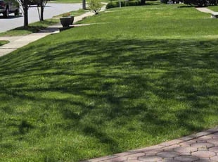 Lorie F.'s grass maintenance service result