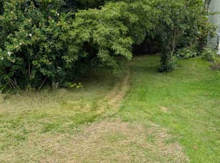 Rebecca L.'s turf care service result