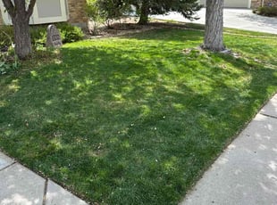 Doreen M.'s grass cutting service result