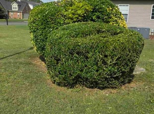 Joey T.'s grass maintenance service result