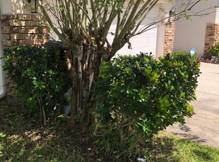 Joy R.'s Bush Trimming service result