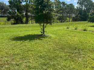 Shanora K.'s turf care service result