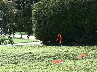 Ken L.'s Bush Trimming service result