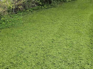 Karen H.'s residential landscaping service result