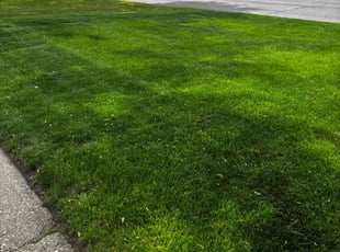 Tranee W.'s turf care service result