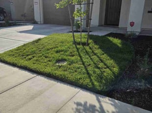 Vijay S.'s grass cutting service result