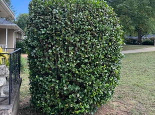 Latasha T.'s Bush Trimming service result