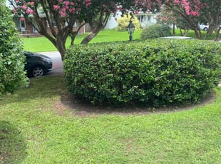 Matt H.'s Bush Trimming service result