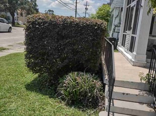 Callia J.'s Bush Trimming service result