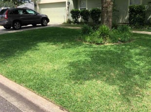 Mike D.'s lawn maintenance service result