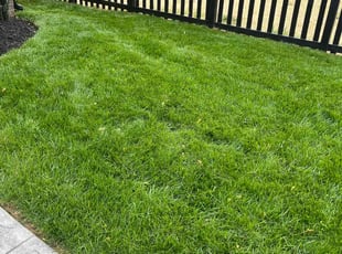 Angela R.'s grass cutting service result