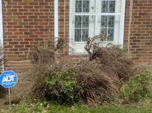 Sherry O.'s Bush Trimming service result